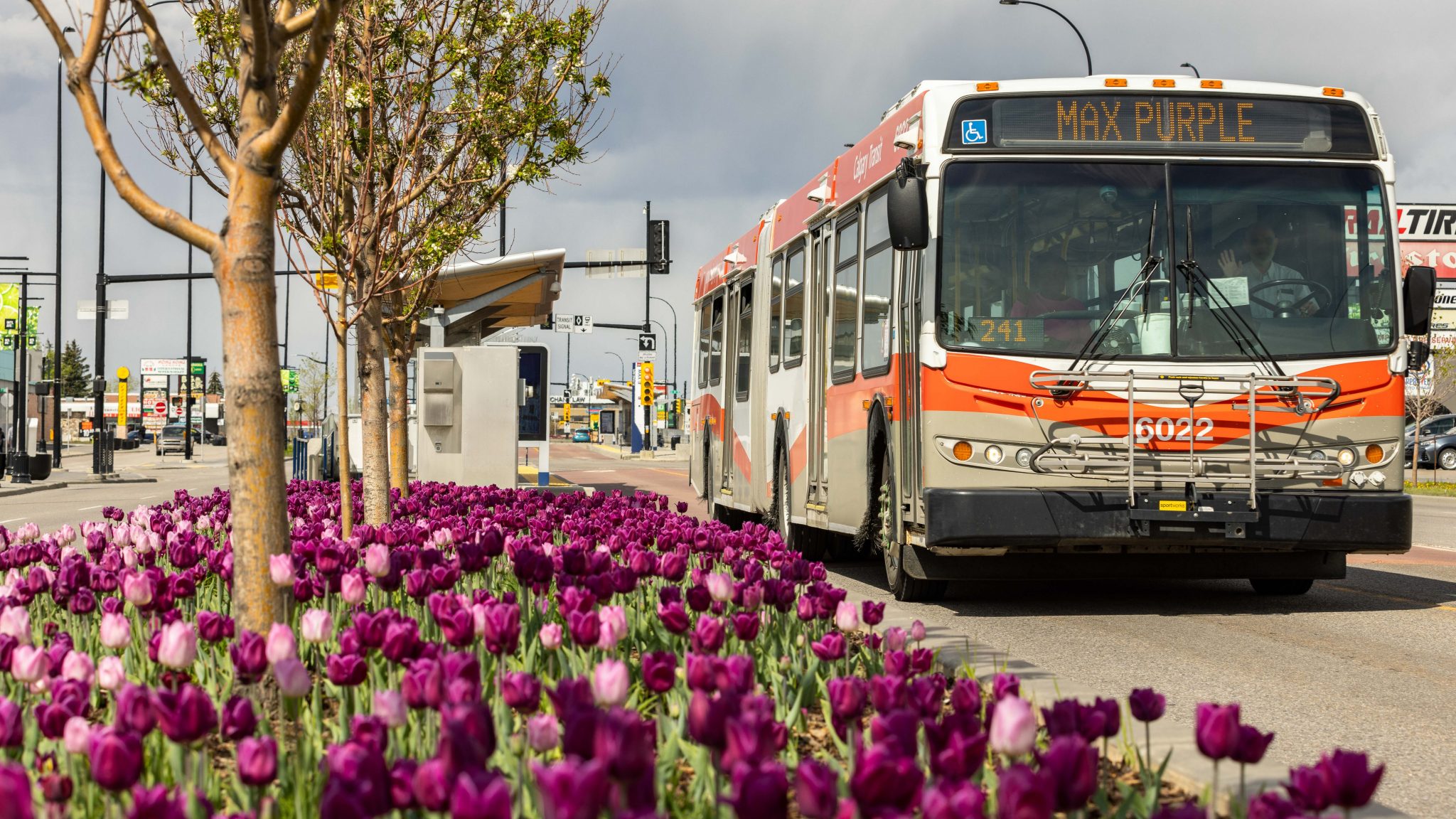 MAX Purple bus driving past some tulips